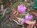 Colchicum Bommueller